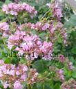 Origanum 'Rosenkuppel'