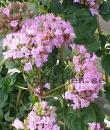Origanum 'Rosenkuppel'