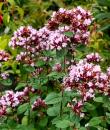 Origanum 'Rosenkuppel'