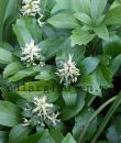 Pachysandra terminalis 'Green Carpet'