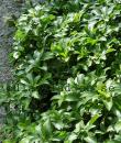 Pachysandra terminalis 'Green Carpet'