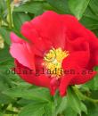 Paeonia 'America'