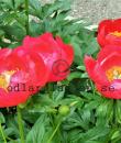 Paeonia 'Christina'