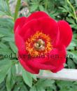 Paeonia 'Christina'