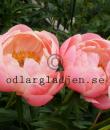 Paeonia 'Coral Charm'