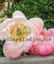 Paeonia 'Coral Sunset'