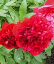 Paeonia 'Diana Parks'