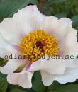 Paeonia 'Halcyon'