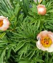 Paeonia 'Nosegay'