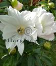 Paeonia 'White Innocence'