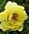 Paeonia (Itoh-Gruppen) 'Bartzella'