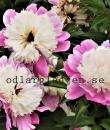 Paeonia lactiflora 'Cora Stubbs'