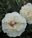 Paeonia lactiflora 'Couronne d'Or'