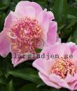 Paeonia lactiflora 'Do Tell'