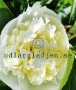 Paeonia lactiflora 'Duchesse de Nemours'