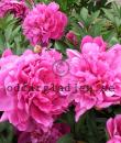 Paeonia lactiflora 'Edulis Supreme'