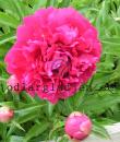 Paeonia lactiflora 'Felix Supreme'