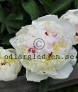 Paeonia lactiflora 'Festiva Maxima'