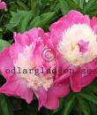 Paeonia lactiflora 'Gay Paree'