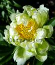 Paeonia lactiflora 'Green Halo'