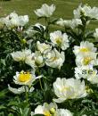 Paeonia lactiflora 'Jan van Leeuwen'