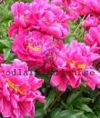 Paeonia lactiflora 'Karl Rosenfield'