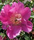 Paeonia lactiflora 'Largo'