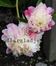 Paeonia lactiflora 'Lord Cavin'
