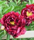 Paeonia lactiflora 'Monsieur Martin Cahuzac'