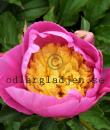 Paeonia lactiflora 'Mr G. F. Hemerik'