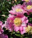 Paeonia lactiflora 'Mr G. F. Hemerik'
