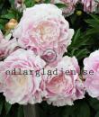Paeonia lactiflora 'Mrs Franklin D. Roosevelt'