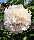 Paeonia lactiflora 'Nancy Nora'