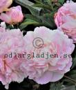 Paeonia lactiflora 'Nick Shaylor'