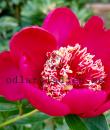 Paeonia lactiflora 'Nippon Beauty'