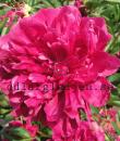 Paeonia lactiflora 'Paul M. Wild'