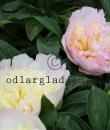 Paeonia lactiflora 'Raspberry Sundae'