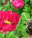Paeonia lactiflora 'Svarte Petter'