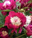 Paeonia lactiflora 'White Cap'