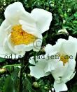 Paeonia lactiflora 'White Wings'