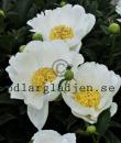Paeonia lactiflora 'White Wings'