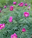 Paeonia officinalis