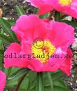 Paeonia officinalis 'Monte Baldo'