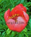 Paeonia peregrina