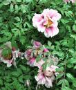 Paeonia suffruticosa
