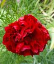 Paeonia tenuifolia 'Plena'