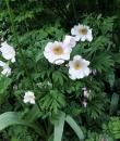 Paeonia veitchii