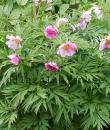 Paeonia veitchii