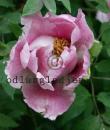 Paeonia suffruticosa