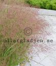 Panicum virgatum 'Squaw'